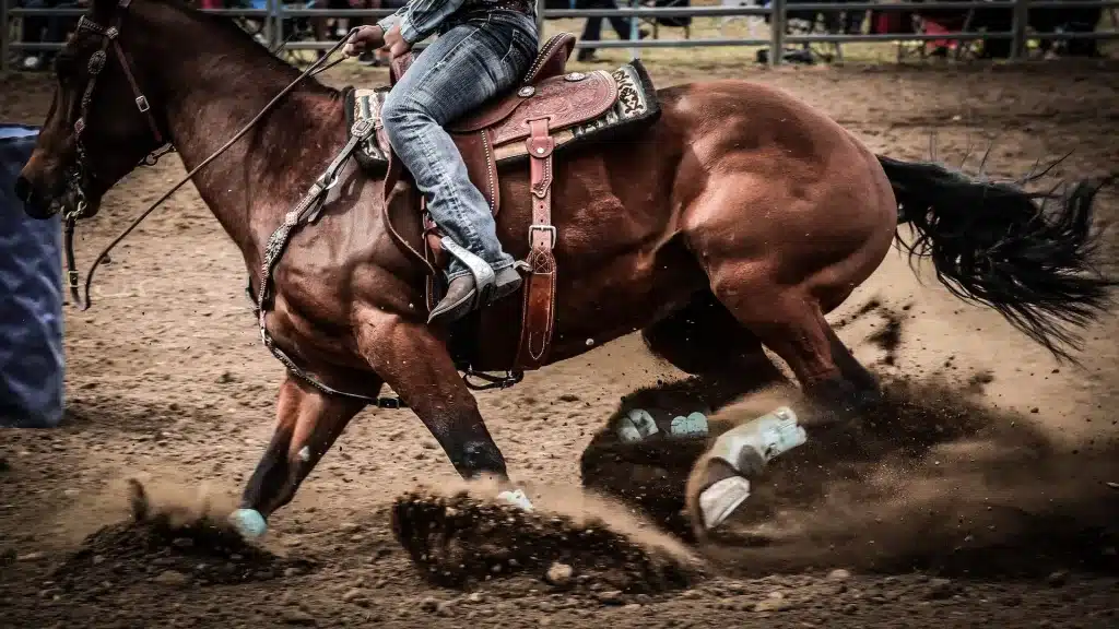 rodeo